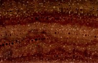Tulipwood (endgrain 10x)