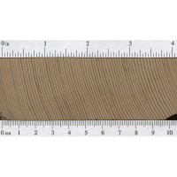 Western Redcedar (endgrain) Western Redcedar (endgrain)