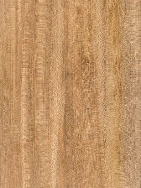 Winged Elm | The Wood Database - Lumber Identification ...