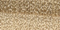 yellow-poplar-endgrain-zoom-20x