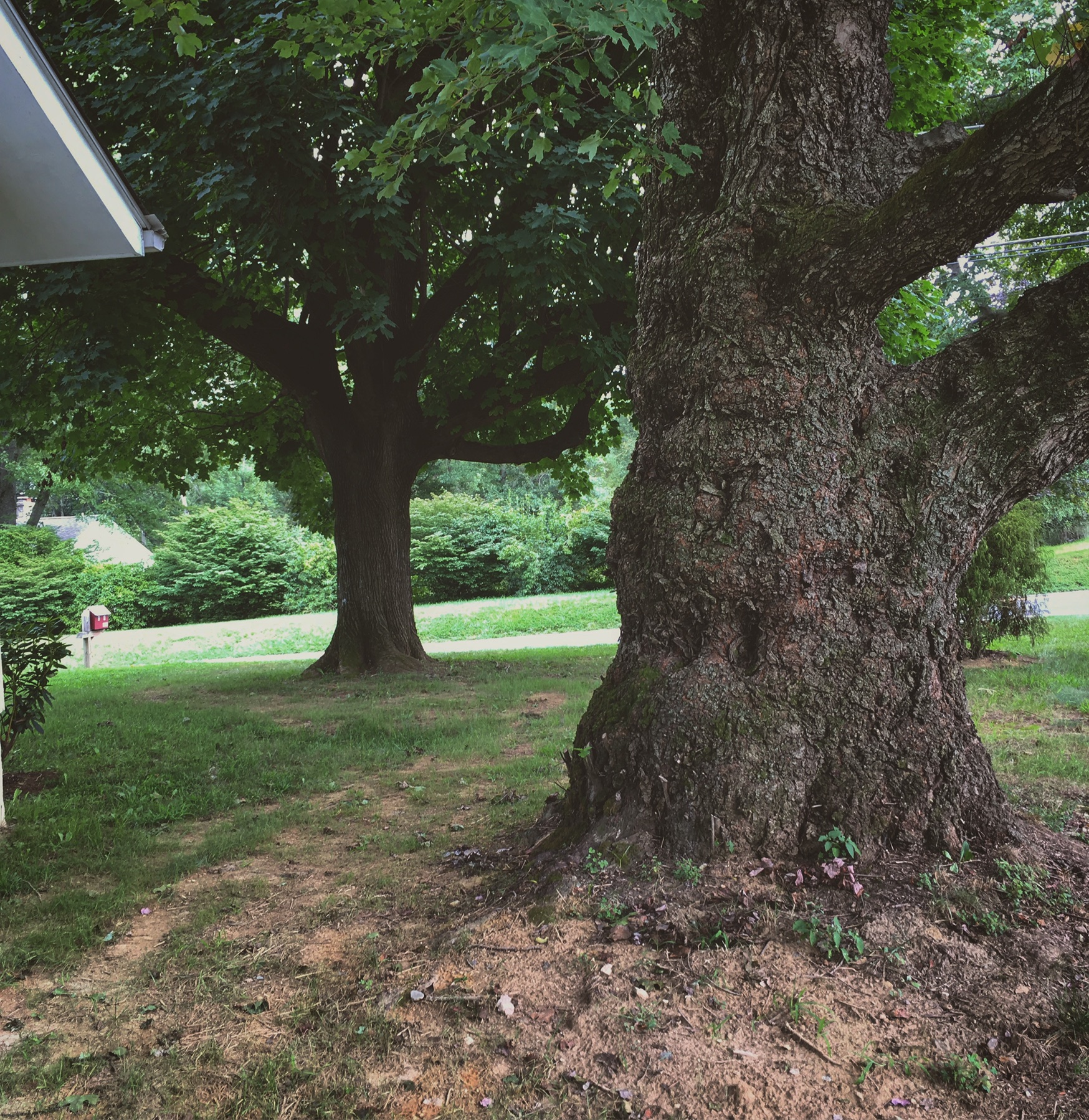 Sycamore maple The Wood Database Lumber Identification (Hardwood)