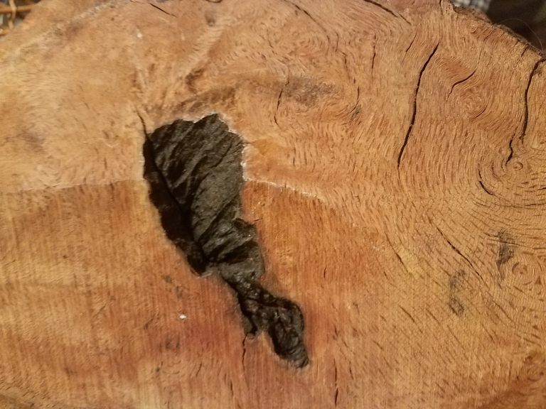 Bastogne Walnut The Wood Database Lumber Identification (Hardwood)