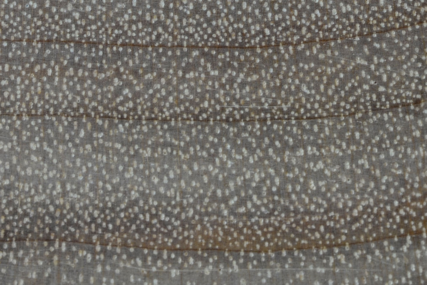 Hardwood Anatomy The Wood Database