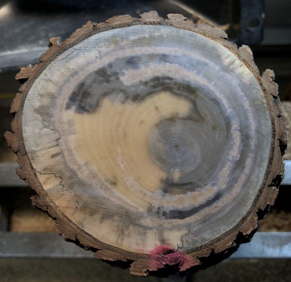 Sweetgum The Wood Database Lumber Identification (Hardwood)