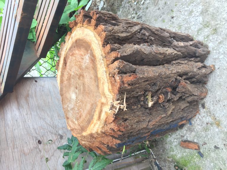 Bur Oak The Wood Database Lumber Identification Hardwood Bur Oak The Wood Database Lumber Identification Hardwood