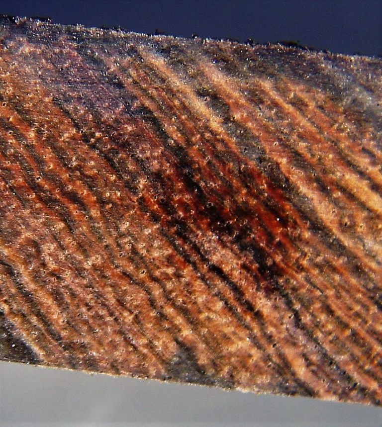 Brazilian Rosewood The Wood Database Lumber Identification (Hardwood)