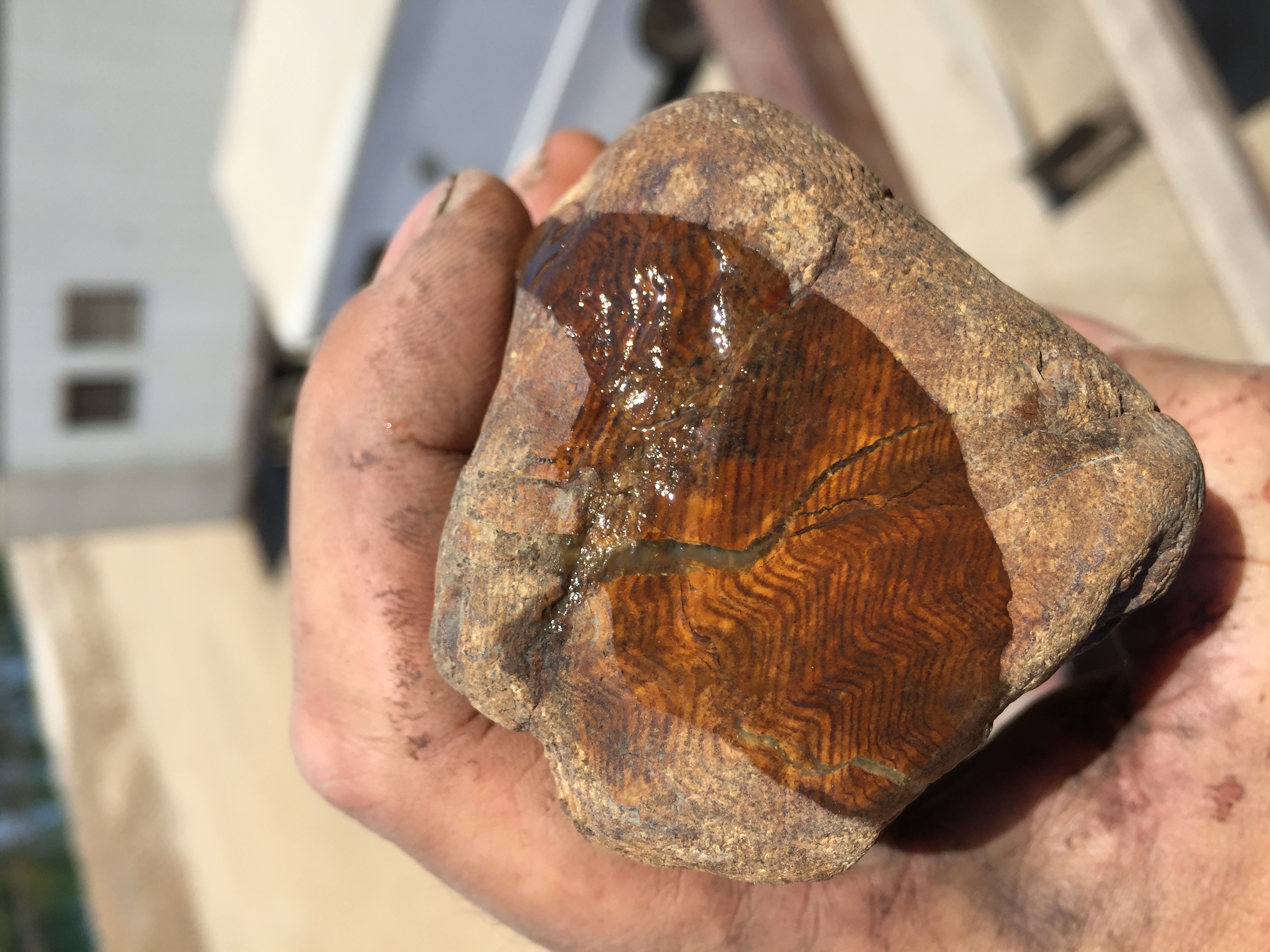 Hardwood Anatomy The Wood Database