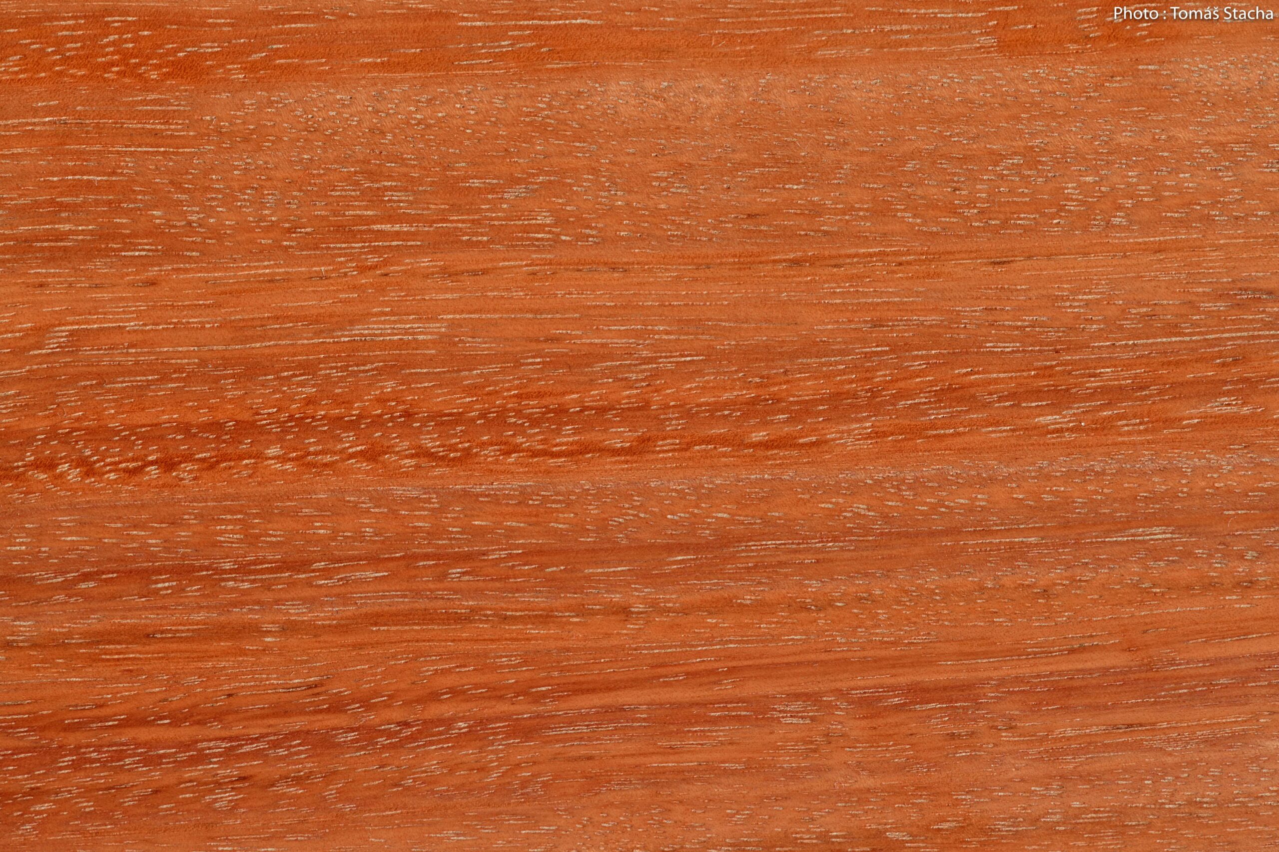 Wild Cherry V3 (C) Stain on Eucalyptus Red Grandis Wood