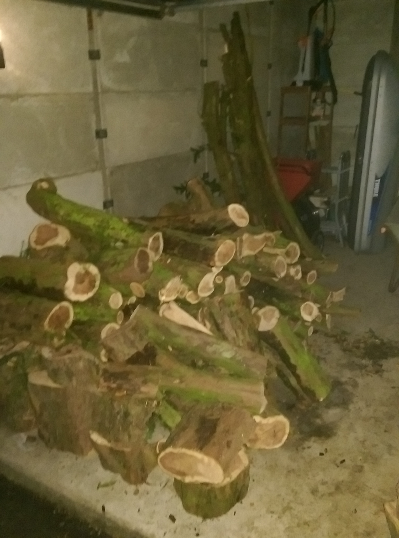 European Yew The Wood Database Lumber Identification (Softwood)