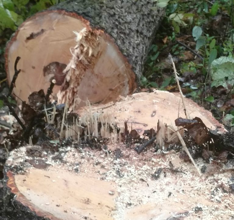 Butternut The Wood Database Lumber Identification (Hardwood)