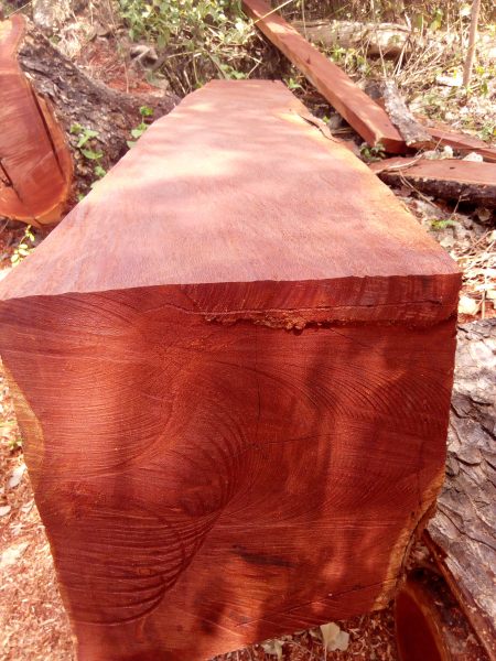 African Mesquite | The Wood Database - Lumber Identification (Hardwood)