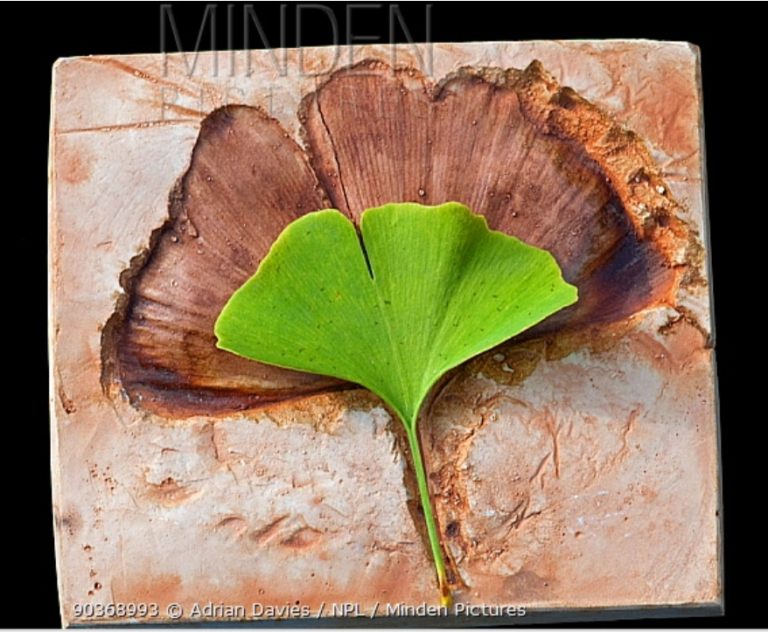 Janka Hardness The Wood Database