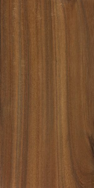 Brown lancewood (Acacia doratoxylon)