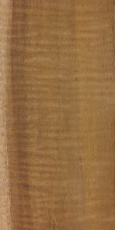 Koa (Acacia koa)