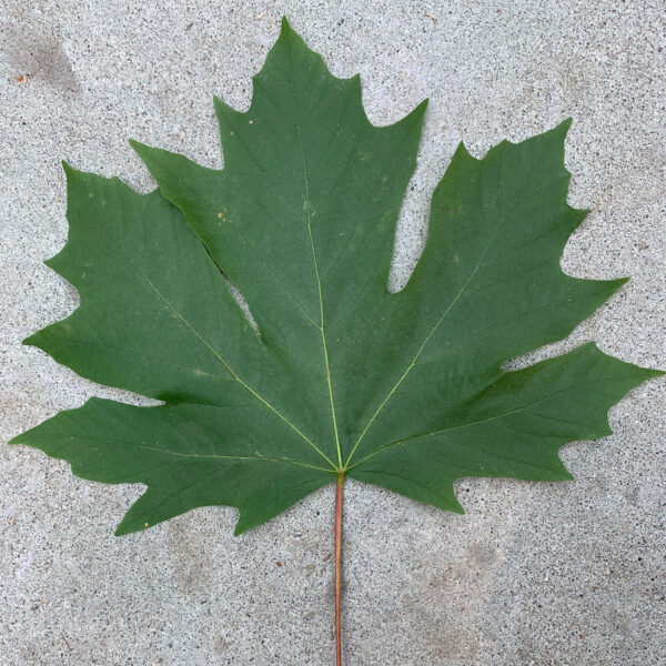 Differences Between Hard Maple and Soft Maple The Wood Database