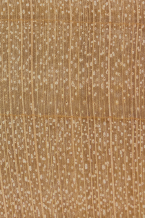 Black maple | The Wood Database (Hardwood)