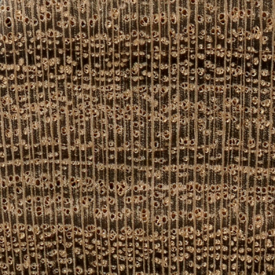 Afata (endgrain 10x)