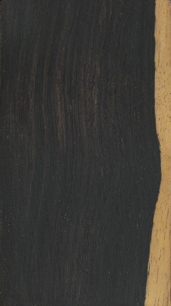 Texas Ebony  The Wood Database (Hardwood)