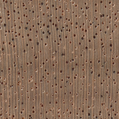 African Mahogany (endgrain 10x)