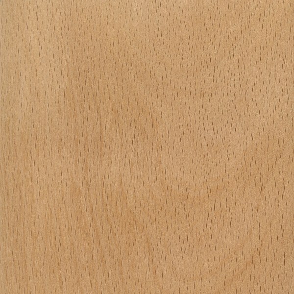 American Beech The Wood Database - Lumber Identification ...