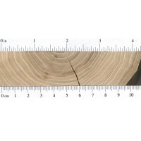 American Elm (endgrain)