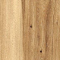 American Elm (sealed)