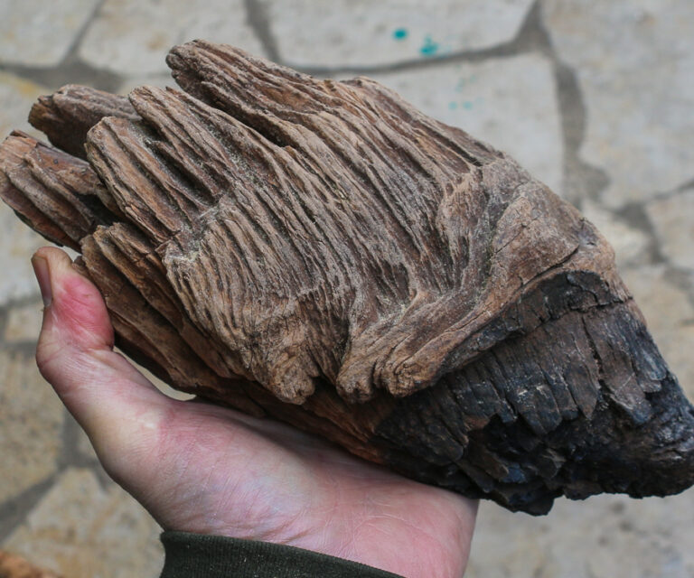 Parana Pine The Wood Database (Softwood)