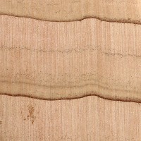 Atlantic White Cedar (endgrain 10x)