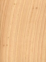 Atlantic White Cedar (sealed)