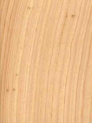 Atlantic White Cedar | The Wood Database (Softwood)