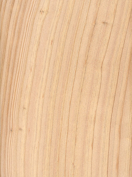Atlantic White Cedar (Chamaecyparis thyoides)