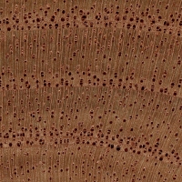 Australian Red Cedar (endgrain 10x)