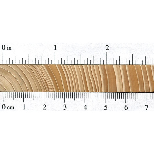 Balsam Fir The Wood Database Lumber Identification (Softwood)