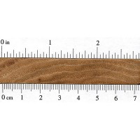 Bitternut Hickory (endgrain)