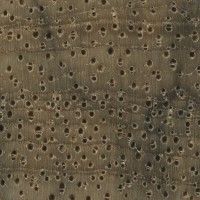 Limba (endgrain 10x)