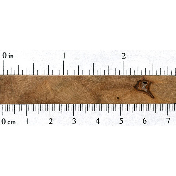 Black Maple The Wood Database Lumber Identification (Hardwood)