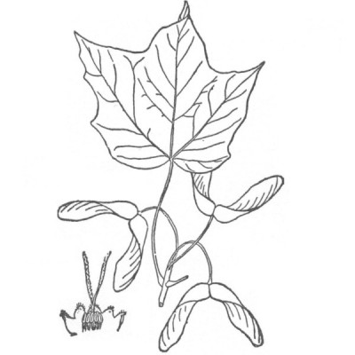 Black Maple (foliage illustration)