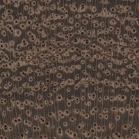 Black Mesquite (endgrain 10x)