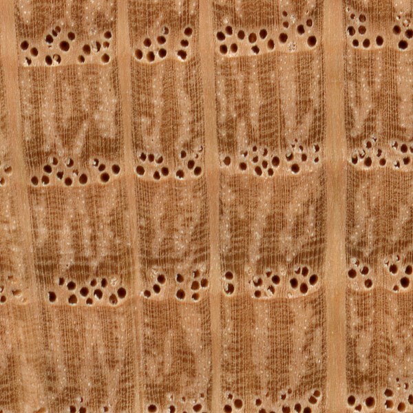 Black Oak | The Wood Database - Lumber Identification (Hardwood)