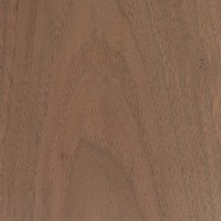 Black Walnut (Juglans nigra)
