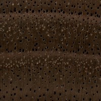 Black Walnut (endgrain 10x)