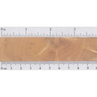 Boxwood (endgrain)