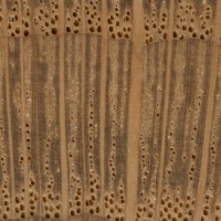 Brown Oak (endgrain 10x)