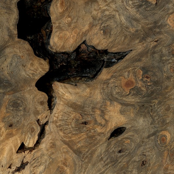 Buckeye The Wood Database Lumber Identification (Hardwood)