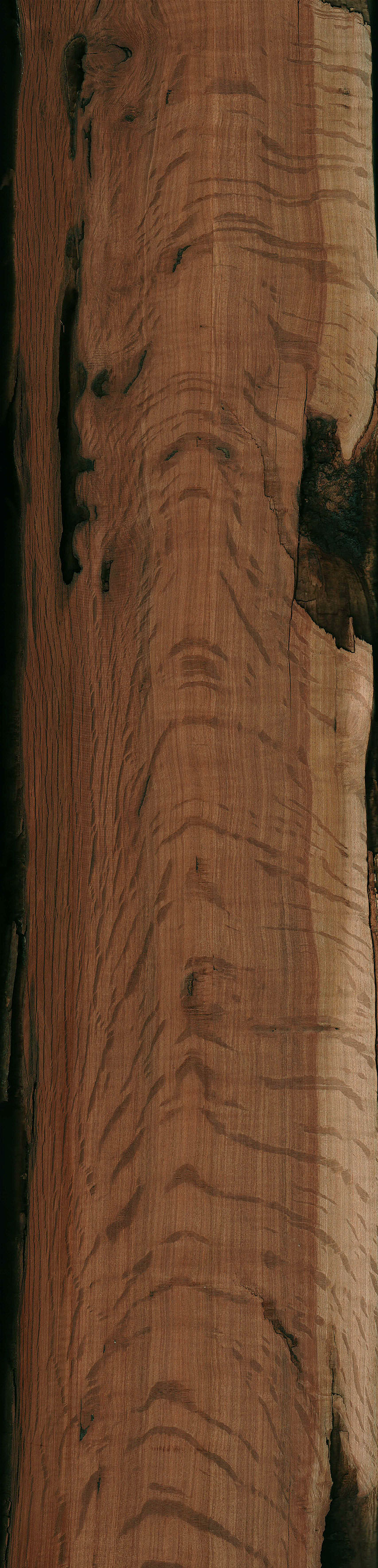 Læge vinkel Simuler Australian Buloke | The Wood Database - Lumber Identification (Hardwood)
