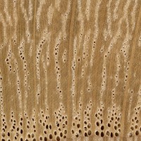 Bur Oak (endgrain 10x)