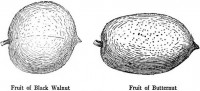 Walnut/Butternut Fruit