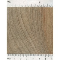 Camphor (endgrain)