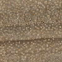 Camphor (endgrain 10x)