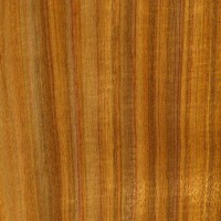 Canarywood (sealed)